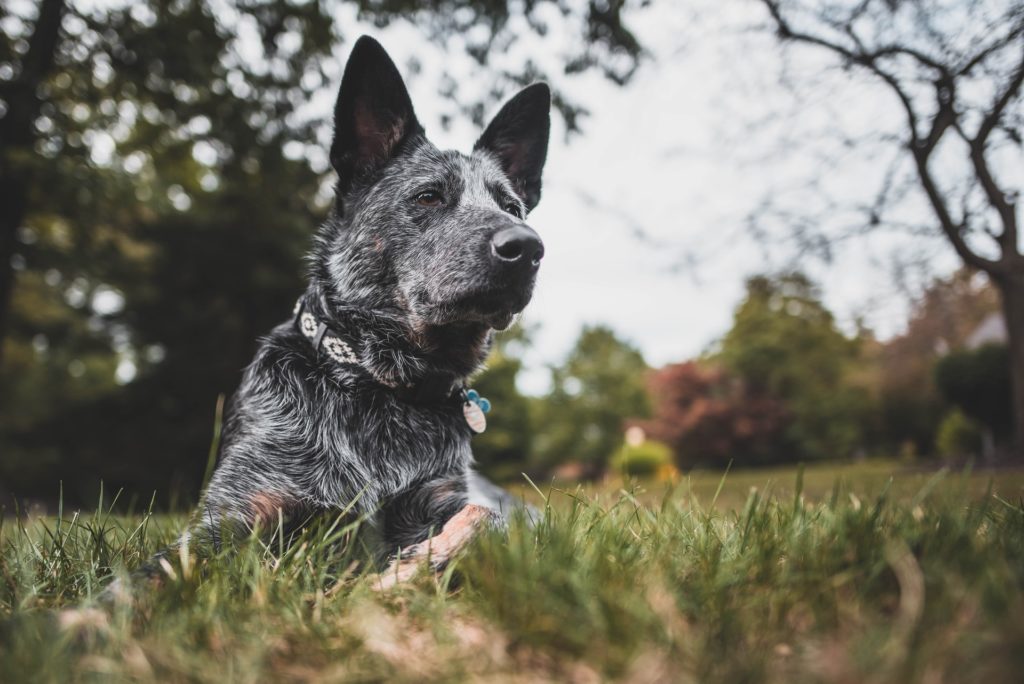 好きな犬種で選ぶ 犬映画ではないけど犬が可愛い過ぎるオススメ映画