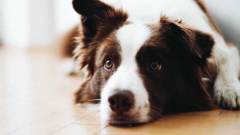 好きな犬種で選ぶ 犬映画ではないけど犬が可愛い過ぎるオススメ映画 映画クリック