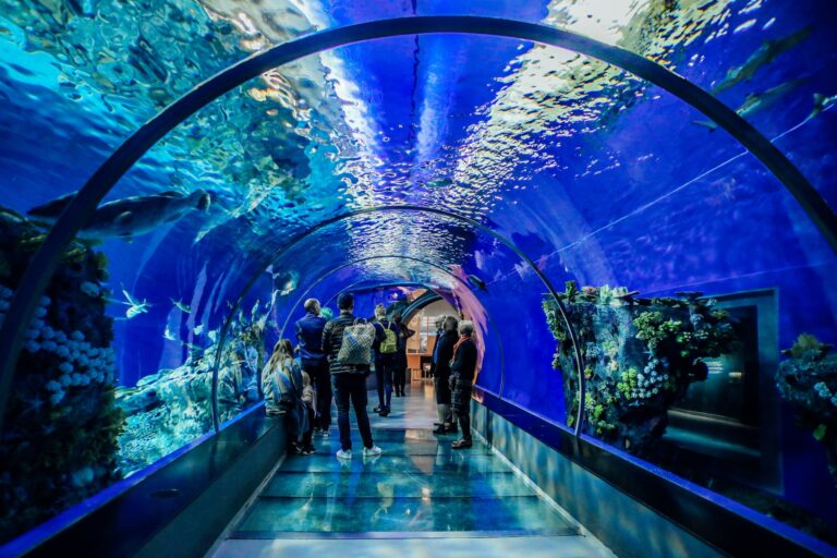 「マツコの知らない世界」水族館の世界