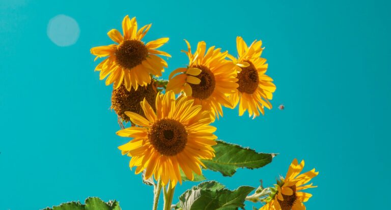 朝ドラ『ひまわり』