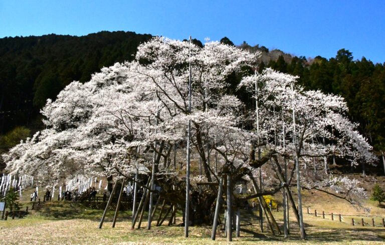宇野千代